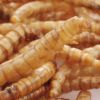 Picture of Dried Mealworm