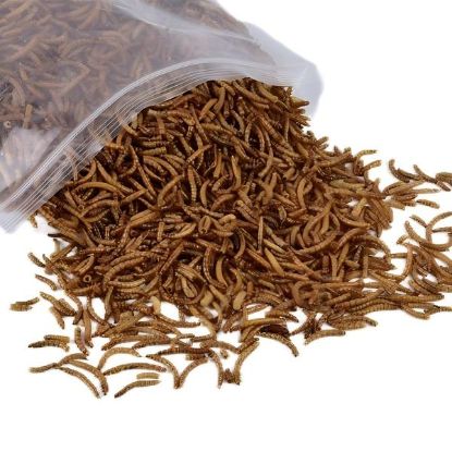 Picture of Dried Mealworm